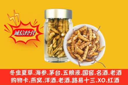 通道县回收散虫草