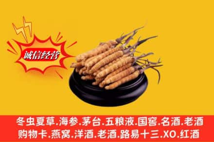 通道县求购回收虫草多少钱每克